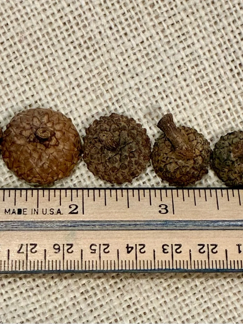 Natural Acorn Caps Lot 200+ Caps for Crafting, Decoration and DIY Projects